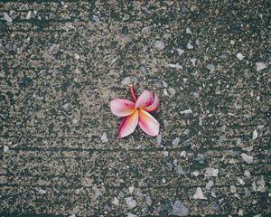 Preview wallpaper plumeria, flower, pink, asphalt