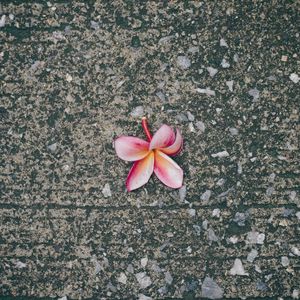 Preview wallpaper plumeria, flower, pink, asphalt