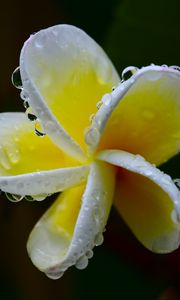 Preview wallpaper plumeria, flower, white, yellow, macro, plant