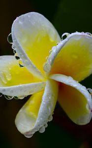 Preview wallpaper plumeria, flower, white, yellow, macro, plant