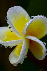 Preview wallpaper plumeria, flower, white, yellow, macro, plant