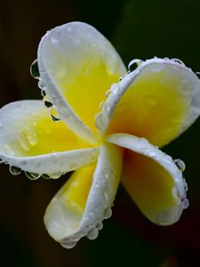 Preview wallpaper plumeria, flower, white, yellow, macro, plant