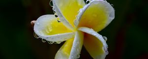 Preview wallpaper plumeria, flower, white, yellow, macro, plant