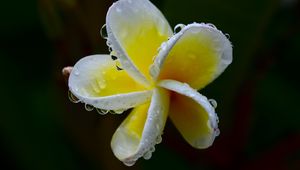 Preview wallpaper plumeria, flower, white, yellow, macro, plant