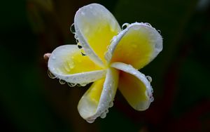 Preview wallpaper plumeria, flower, white, yellow, macro, plant