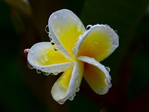 Preview wallpaper plumeria, flower, white, yellow, macro, plant