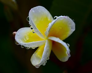 Preview wallpaper plumeria, flower, white, yellow, macro, plant