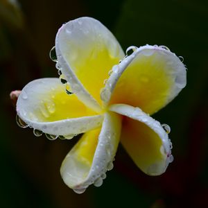 Preview wallpaper plumeria, flower, white, yellow, macro, plant