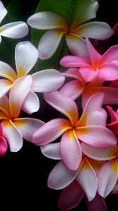 Preview wallpaper plumeria, flowers, colored, black background