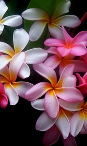 Preview wallpaper plumeria, flowers, colored, black background