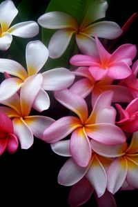 Preview wallpaper plumeria, flowers, colored, black background