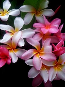 Preview wallpaper plumeria, flowers, colored, black background