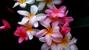 Preview wallpaper plumeria, flowers, colored, black background