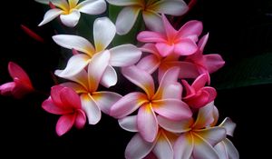 Preview wallpaper plumeria, flowers, colored, black background