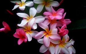 Preview wallpaper plumeria, flowers, colored, black background