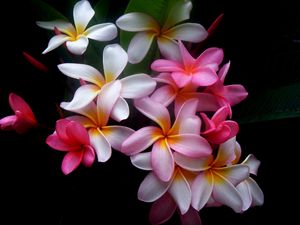 Preview wallpaper plumeria, flowers, colored, black background