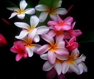 Preview wallpaper plumeria, flowers, colored, black background