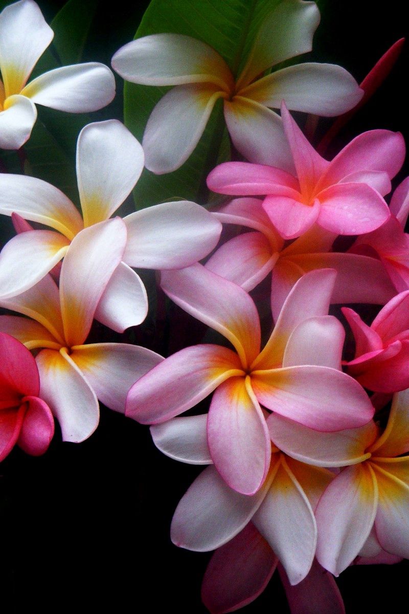 Free download Plumeria Flowers Wallpapers HD Desktop and Mobile 3840x2160  for your Desktop Mobile  Tablet  Explore 61 Plumeria Background  Plumeria  Wallpaper Pink Plumeria Wallpaper