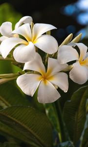 Preview wallpaper plumeria, flowers, exotics, leaves