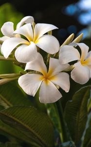 Preview wallpaper plumeria, flowers, exotics, leaves