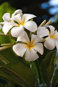 Preview wallpaper plumeria, flowers, exotics, leaves