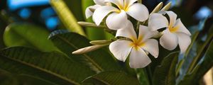 Preview wallpaper plumeria, flowers, exotics, leaves