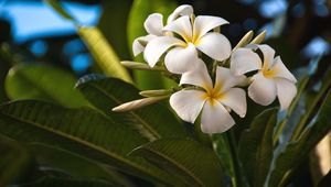 Preview wallpaper plumeria, flowers, exotics, leaves