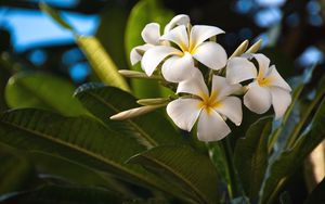 Preview wallpaper plumeria, flowers, exotics, leaves