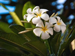 Preview wallpaper plumeria, flowers, exotics, leaves