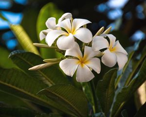 Preview wallpaper plumeria, flowers, exotics, leaves