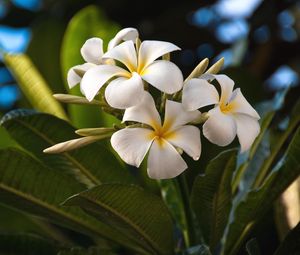 Preview wallpaper plumeria, flowers, exotics, leaves