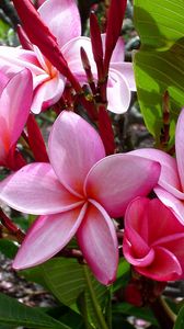 Preview wallpaper plumeria, flowers, leaves, shade, buds