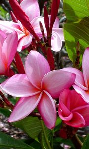 Preview wallpaper plumeria, flowers, leaves, shade, buds