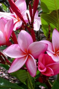 Preview wallpaper plumeria, flowers, leaves, shade, buds