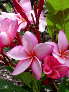 Preview wallpaper plumeria, flowers, leaves, shade, buds