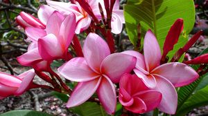 Preview wallpaper plumeria, flowers, leaves, shade, buds