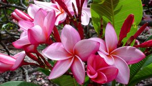 Preview wallpaper plumeria, flowers, leaves, shade, buds