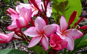 Preview wallpaper plumeria, flowers, leaves, shade, buds