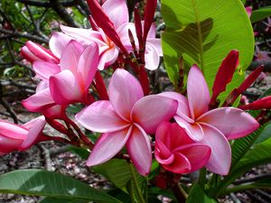 Preview wallpaper plumeria, flowers, leaves, shade, buds