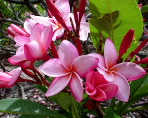 Preview wallpaper plumeria, flowers, leaves, shade, buds