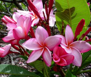 Preview wallpaper plumeria, flowers, leaves, shade, buds