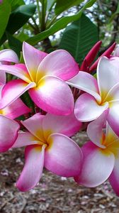 Preview wallpaper plumeria, flowers, leaves, branch, close-up