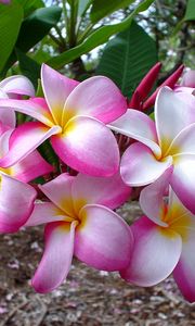 Preview wallpaper plumeria, flowers, leaves, branch, close-up