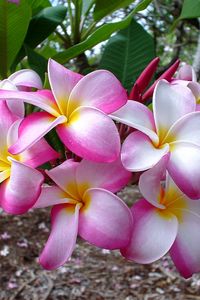 Preview wallpaper plumeria, flowers, leaves, branch, close-up