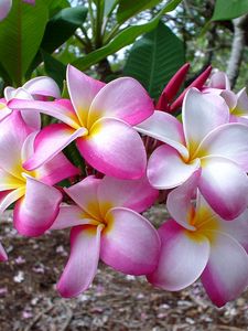 Preview wallpaper plumeria, flowers, leaves, branch, close-up