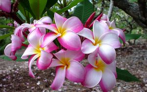 Preview wallpaper plumeria, flowers, leaves, branch, close-up