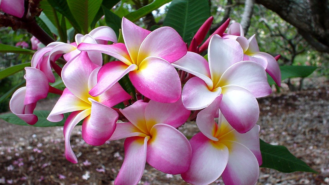 Wallpaper plumeria, flowers, leaves, branch, close-up hd, picture, image