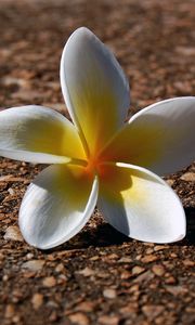 Preview wallpaper plumeria, flowers, pebbles, petals, shadow