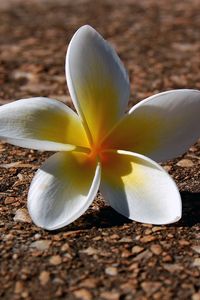 Preview wallpaper plumeria, flowers, pebbles, petals, shadow