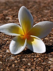 Preview wallpaper plumeria, flowers, pebbles, petals, shadow